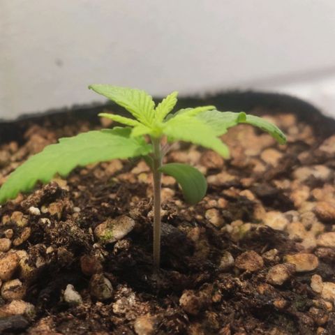 1 - Rock Baby - OG Kush growlog timeline photo