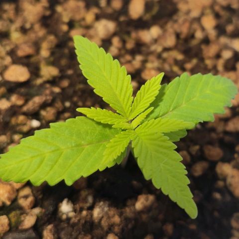 1 - Rock Baby - OG Kush growlog timeline photo
