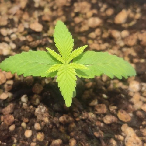 1 - Rock Baby - OG Kush growlog timeline photo