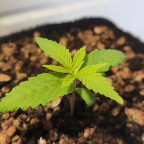1 - Rock Baby - OG Kush growlog timeline photo