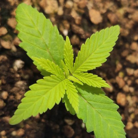 1 - Rock Baby - OG Kush growlog timeline photo