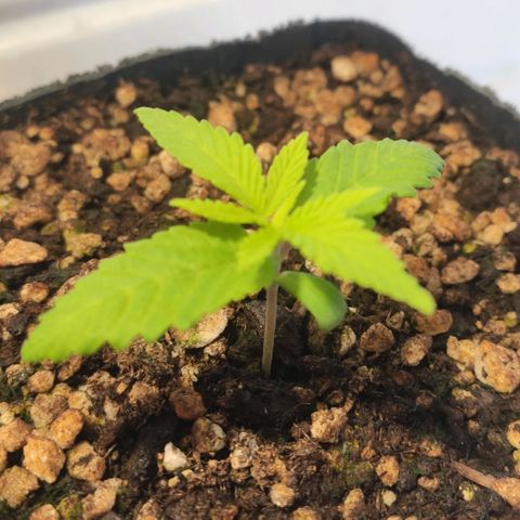 1 - Rock Baby - OG Kush growlog timeline photo