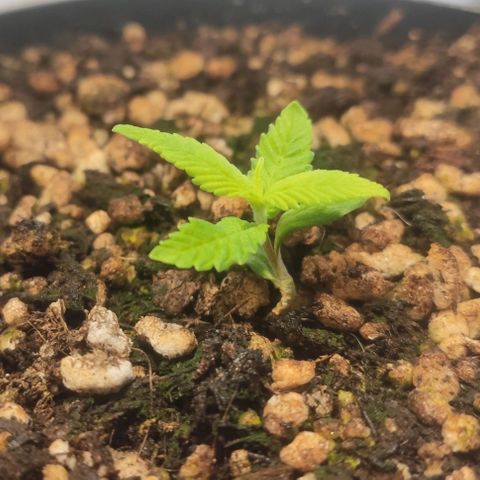 1 - Esperança - OG Kush growlog timeline photo