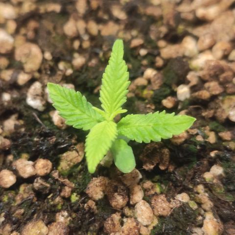 1 - Esperança - OG Kush growlog timeline photo
