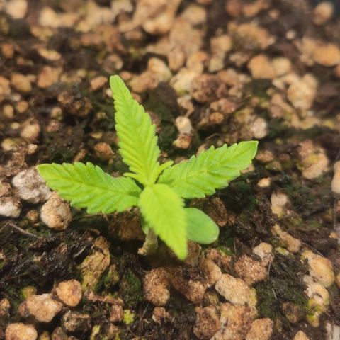 1 - Esperança - OG Kush growlog timeline photo