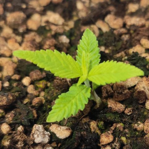 1 - Esperança - OG Kush growlog timeline photo