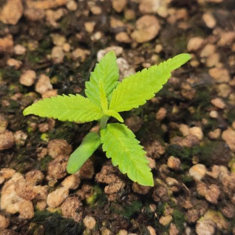 1 - Esperança - OG Kush growlog timeline photo