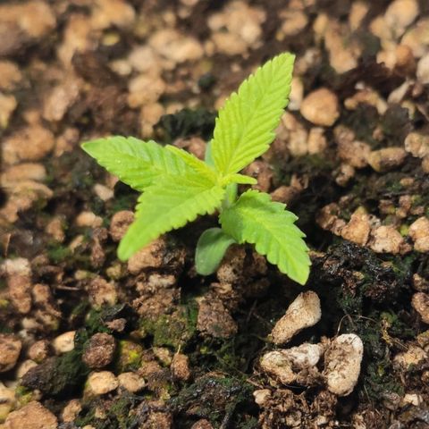 1 - Esperança - OG Kush growlog timeline photo