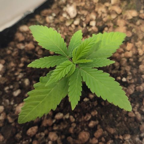 1 - Rock Baby - OG Kush growlog timeline photo