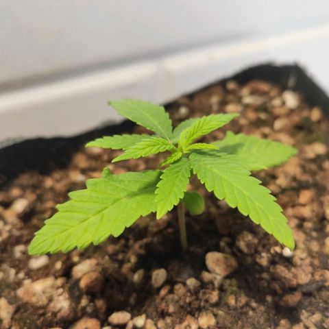 1 - Rock Baby - OG Kush growlog timeline photo