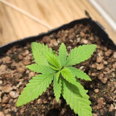 1 - Rock Baby - OG Kush growlog timeline photo