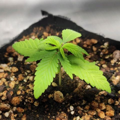 1 - Rock Baby - OG Kush growlog timeline photo