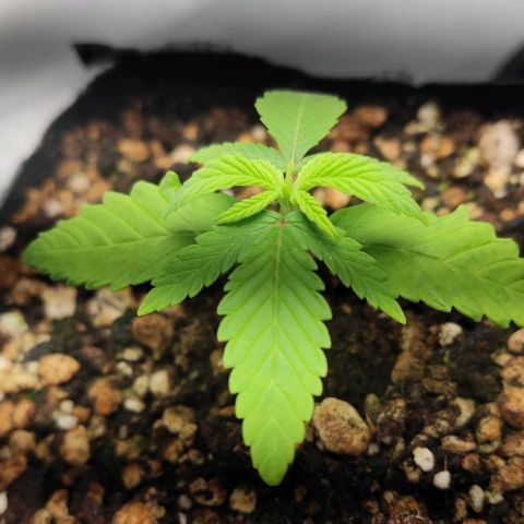 1 - Rock Baby - OG Kush growlog timeline photo