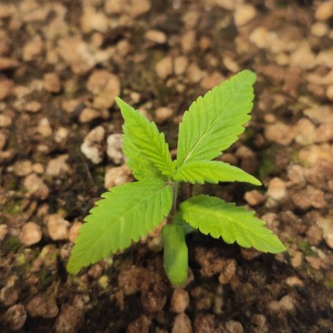 1 - Esperança - OG Kush growlog timeline photo