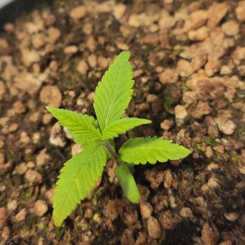1 - Esperança - OG Kush growlog timeline photo