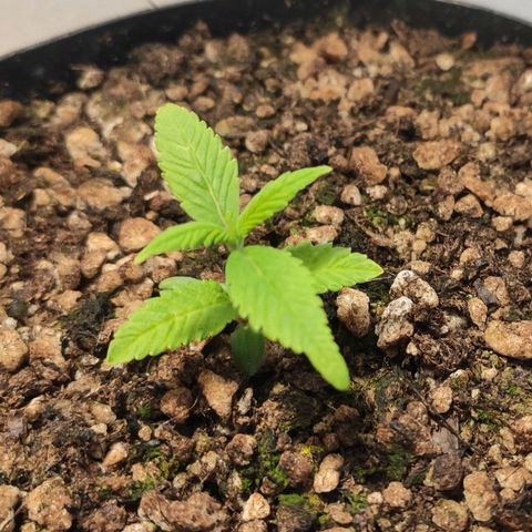 1 - Esperança - OG Kush growlog timeline photo