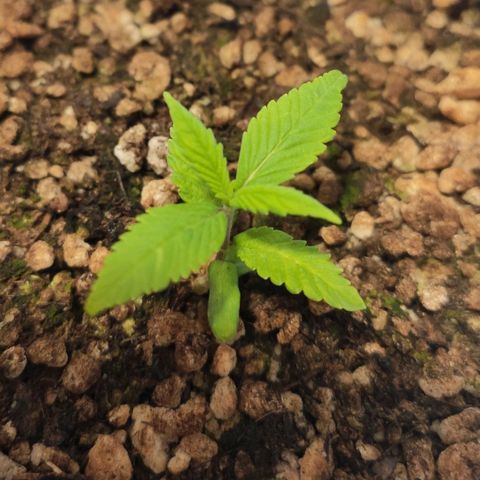 1 - Esperança - OG Kush growlog timeline photo