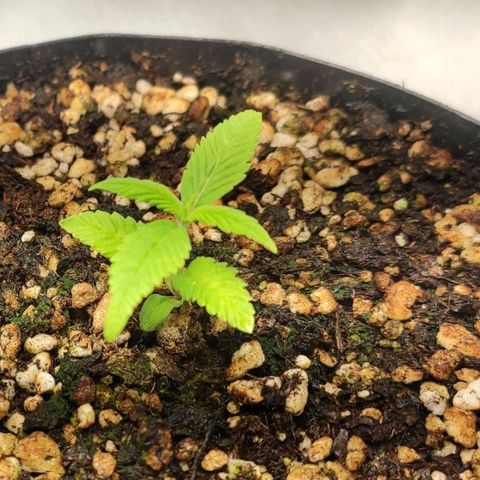 1 - Esperança - OG Kush growlog timeline photo