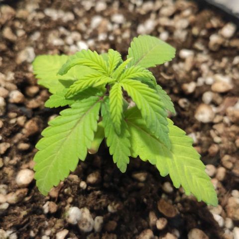 1 - Rock Baby - OG Kush growlog timeline photo