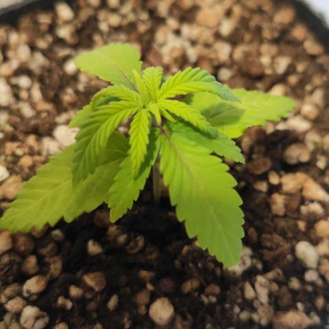 1 - Rock Baby - OG Kush growlog timeline photo