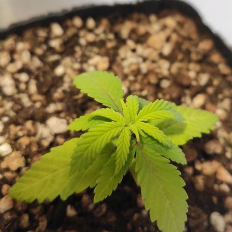 1 - Rock Baby - OG Kush growlog timeline photo