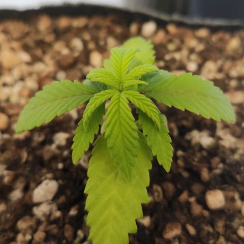 1 - Rock Baby - OG Kush growlog timeline photo