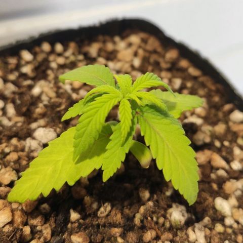 1 - Rock Baby - OG Kush growlog timeline photo