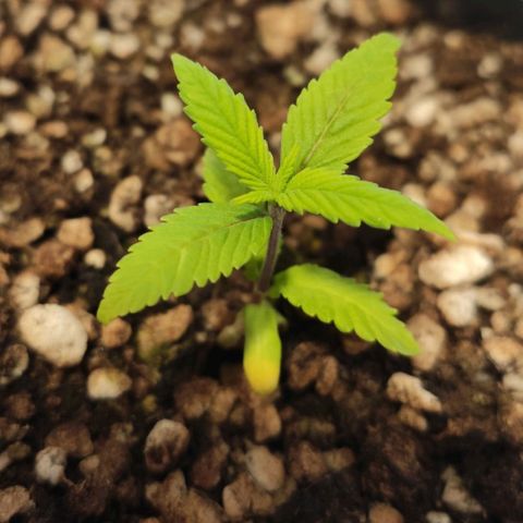 1 - Esperança - OG Kush growlog timeline photo