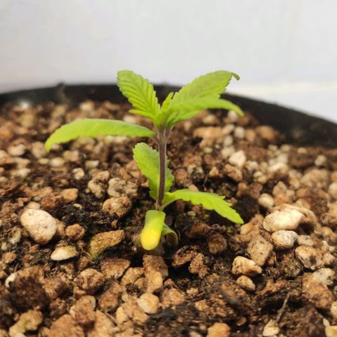 1 - Esperança - OG Kush growlog timeline photo