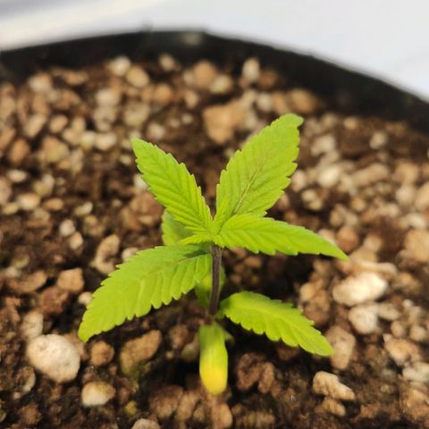 1 - Esperança - OG Kush growlog timeline photo