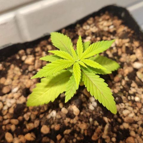 1 - Rock Baby - OG Kush growlog timeline photo