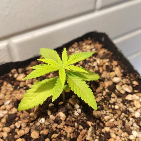 1 - Rock Baby - OG Kush growlog timeline photo
