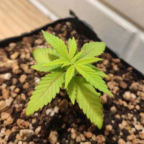 1 - Rock Baby - OG Kush growlog timeline photo