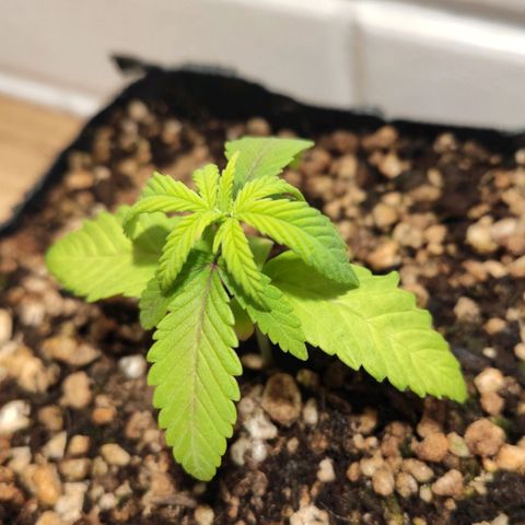 1 - Rock Baby - OG Kush growlog timeline photo