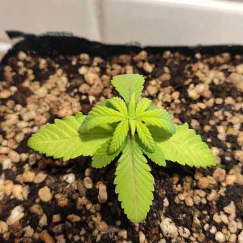 1 - Rock Baby - OG Kush growlog timeline photo