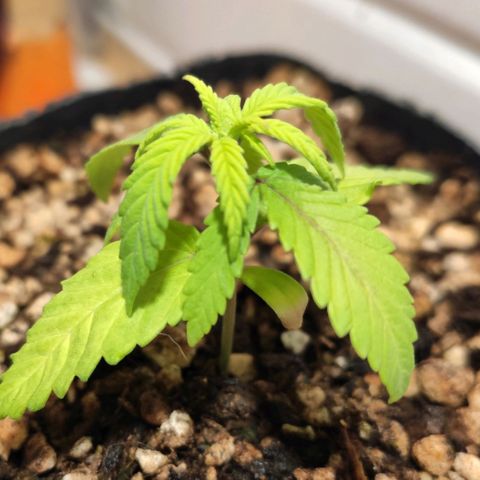 1 - Rock Baby - OG Kush growlog timeline photo