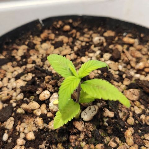 1 - Esperança - OG Kush growlog timeline photo