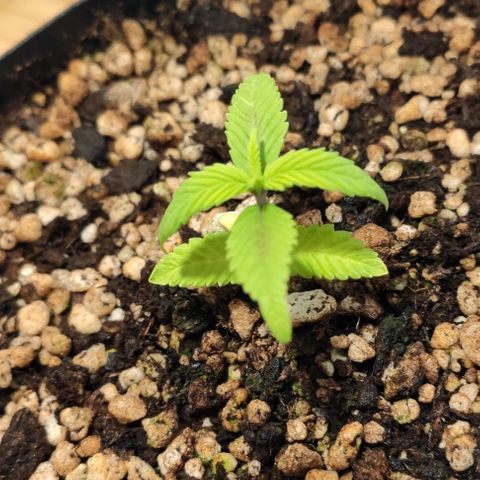1 - Esperança - OG Kush growlog timeline photo