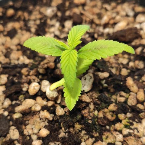 1 - Esperança - OG Kush growlog timeline photo