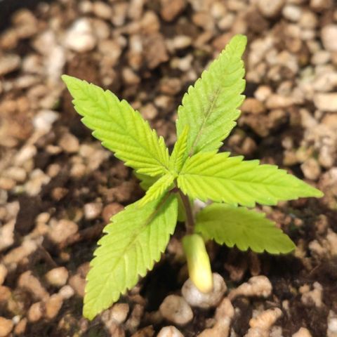 1 - Esperança - OG Kush growlog timeline photo