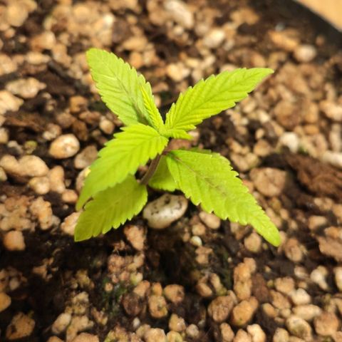 1 - Esperança - OG Kush growlog timeline photo