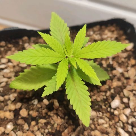 1 - Rock Baby - OG Kush growlog timeline photo
