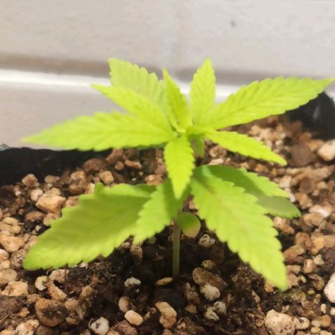 1 - Rock Baby - OG Kush growlog timeline photo