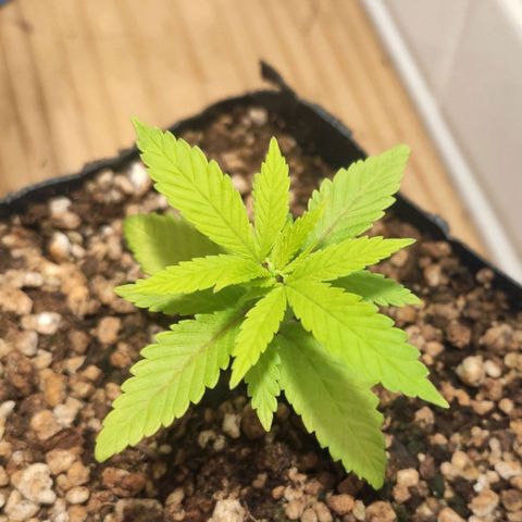 1 - Rock Baby - OG Kush growlog timeline photo