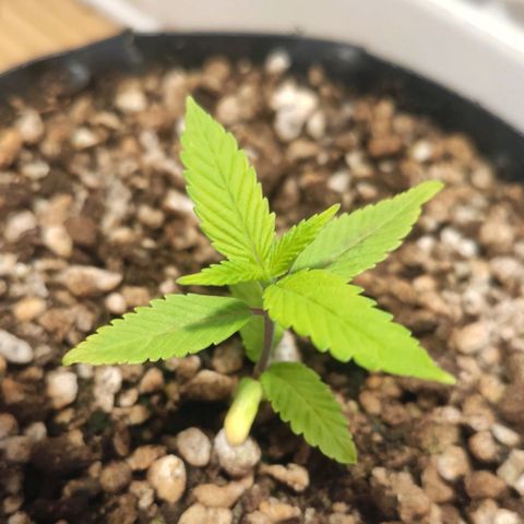 1 - Esperança - OG Kush growlog timeline photo
