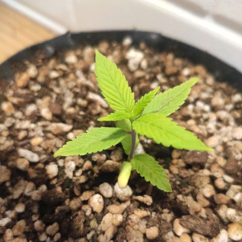 1 - Esperança - OG Kush growlog timeline photo