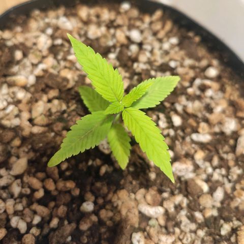 1 - Esperança - OG Kush growlog timeline photo