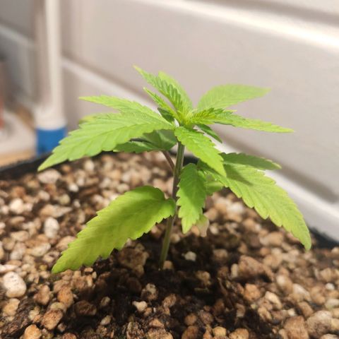 1 - Rock Baby - OG Kush growlog timeline photo