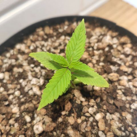 1 - Esperança - OG Kush growlog timeline photo