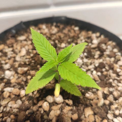 1 - Esperança - OG Kush growlog timeline photo